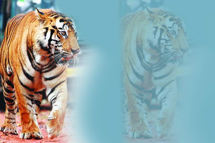 Queen of Tigers: बाघो की रानी – मछली